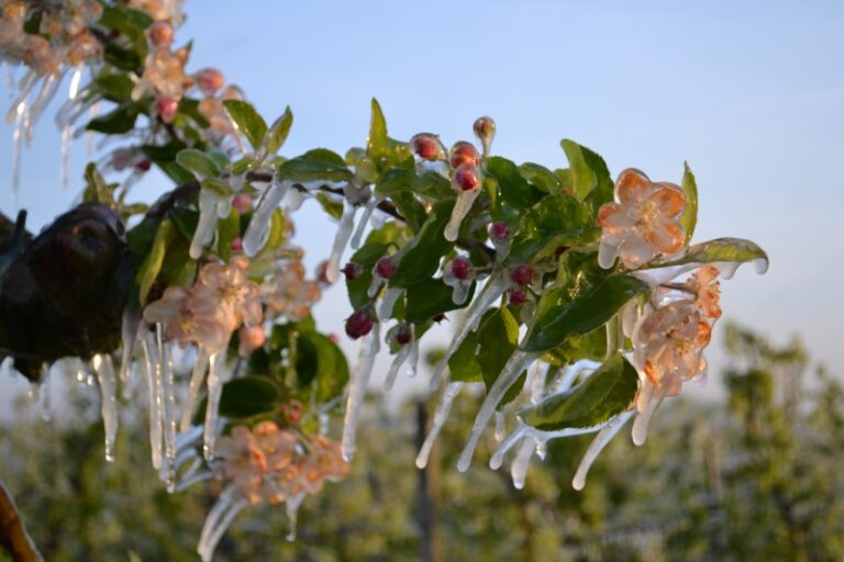 Vorstbewaking bloesem